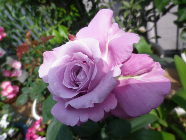 バラの花 ブルームーン です 大田区が好きなオリエンタル工芸社のよもやま話