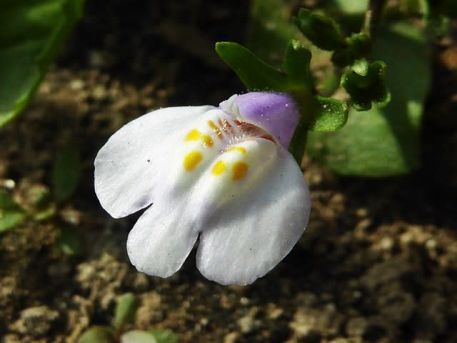 トキワハゼ