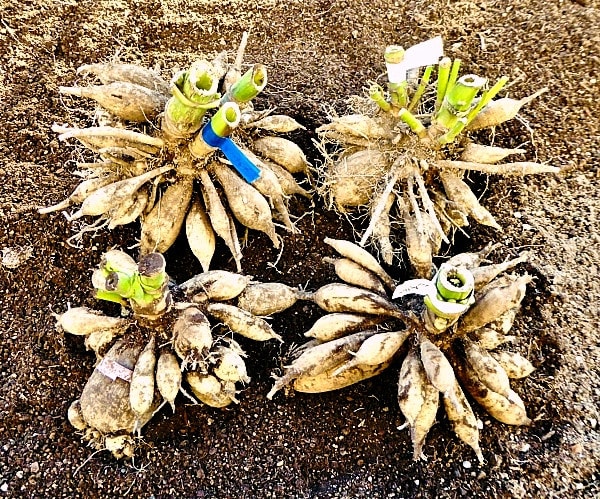 霜に当たって葉が枯れたので 丸プランター植えダリア４品種の球根を取り出しました タックの庭仕事 黄昏人生残日録