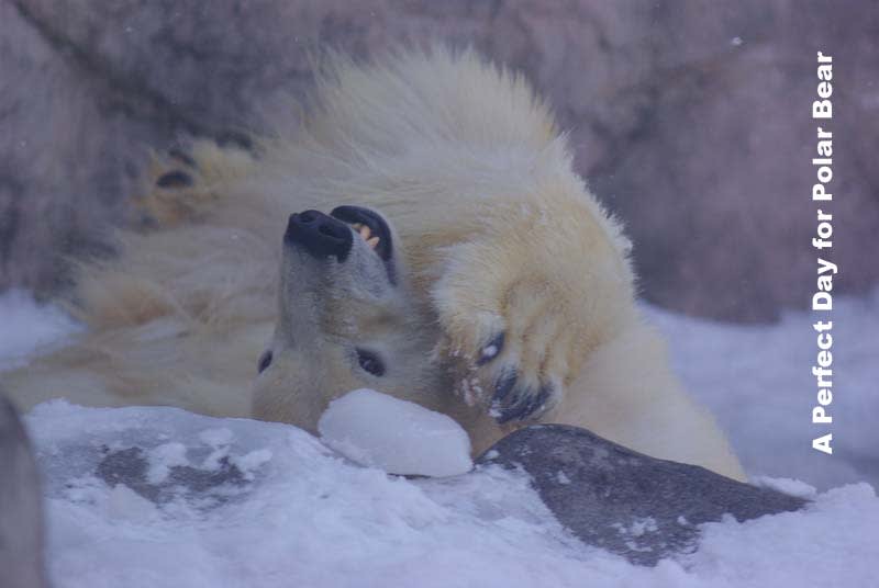 腕の毛 シロクマ日和 A Perfect Day For Polar Bear