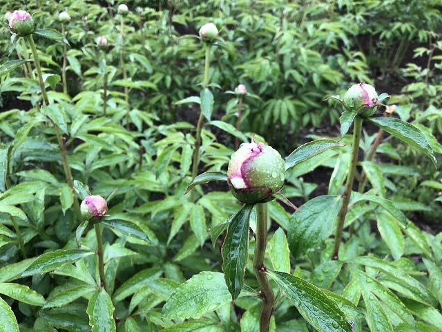 ヒカラビ一家の花日記 ヒカラビ一家の花日記