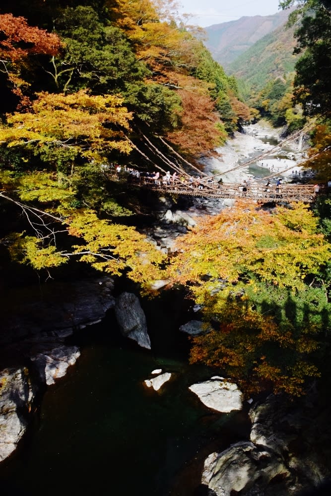 徳島県の祖谷のかずら橋の紅葉 マーブログ