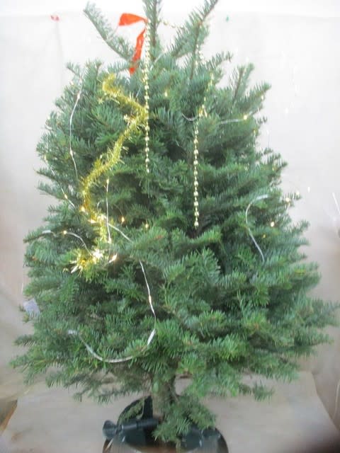 クリスマスツリー10寸鉢 縦100 を入荷致しました クリスマス用 神奈川県 茅ケ崎市の花屋 さんこう生花店 のgooブログ クリスマスツリー10寸鉢 縦100 を入荷致しました クリスマス用 神奈川県 茅ケ崎市の花屋 さんこう生花店 のgooブログ