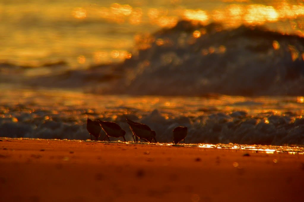 夜明けの波とミユビシギの画像