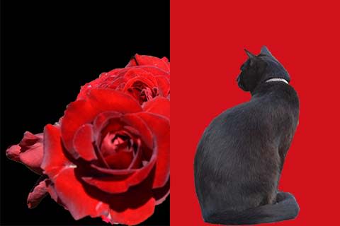 黒猫と黒薔薇 猫のおもてなし