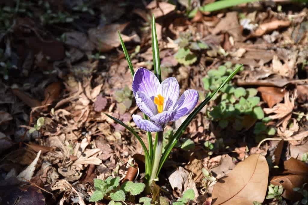 さくら モクレン狩り 神奈川県鎌倉市 日比谷花壇大船フラワーセンター 3 シャクナゲモドキ 石楠花擬 花を探して ぶらり 一人旅 さくら モクレン狩り 神奈川県鎌倉市 日比谷花壇大船フラワーセンター 3 シャクナゲモドキ 石楠花擬 花を探して ぶらり 一人旅