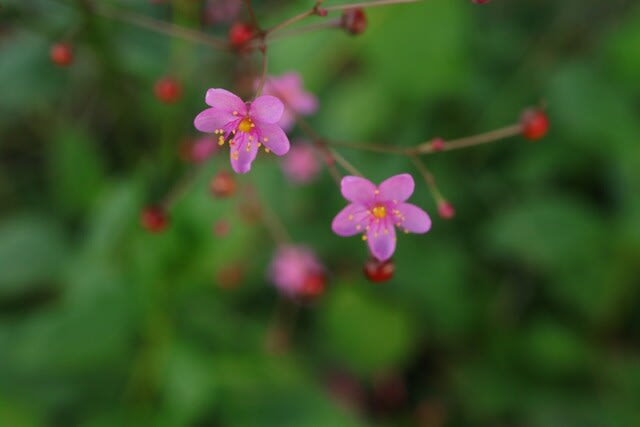 小さな赤い花がかわいい ハゼラン 秋の花 21 019 野の花 庭の花