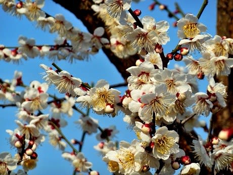 梅の花満開 剪定枝を集めて焼却 紀州 有田で田舎暮らし