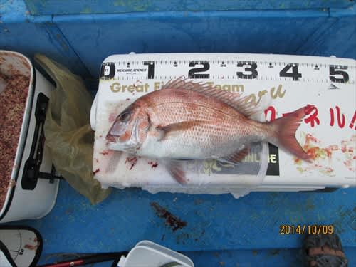 月見島で2度目の船フカセ 磯に魅せられた白髪のカーネル釣行記 月見島で2度目の船フカセ 磯に魅せられた白髪のカーネル釣行記