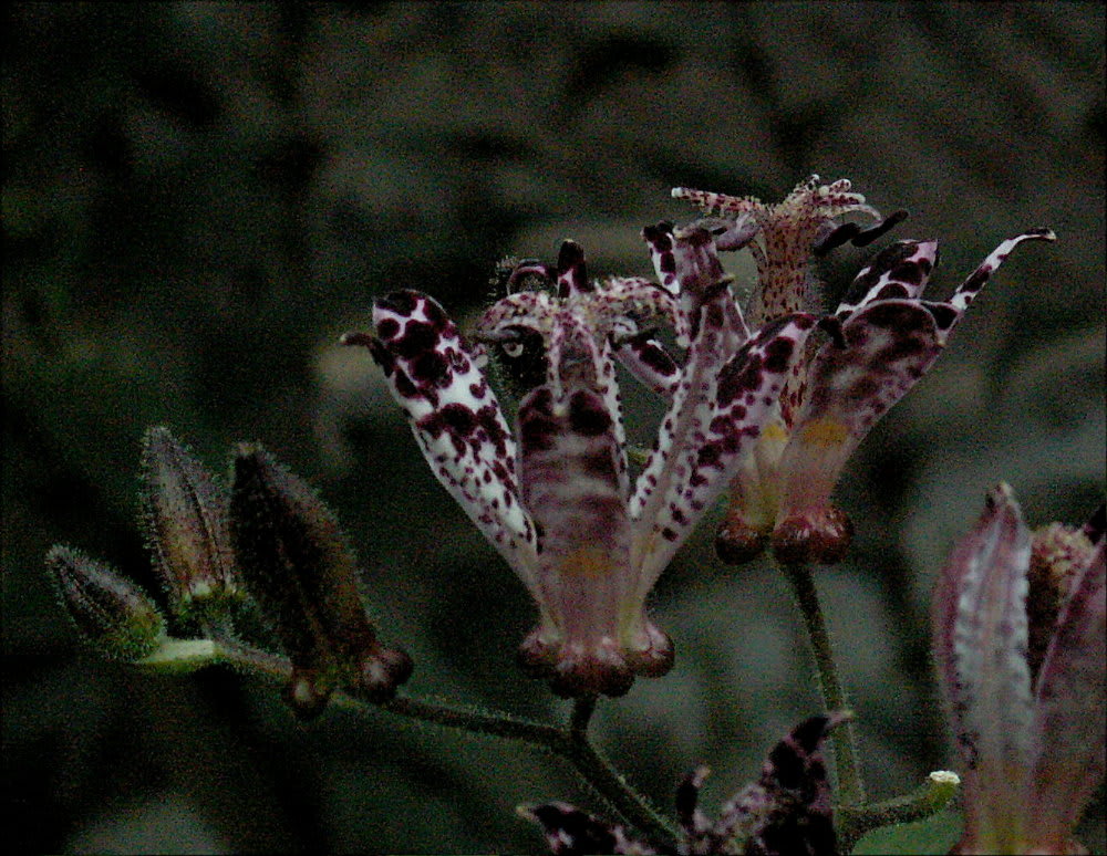 ホトトギスに目があった 花の公園 俳句 ｉｎｇ