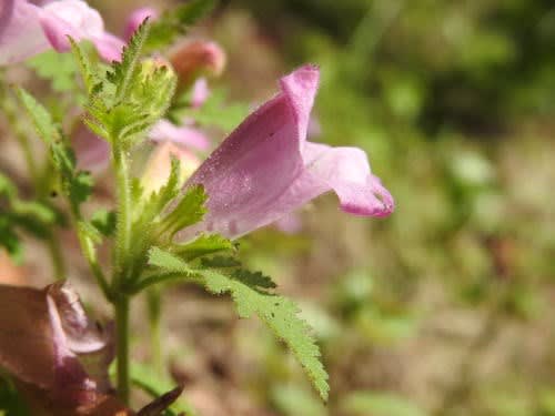 高ボッチ高原・鉢伏山で最近咲いている花　コシオガマ（小塩竈）