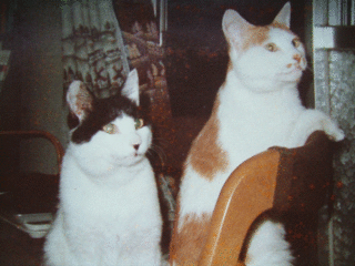 ねこちゃん のブログ記事一覧 2ページ目 storia 異人列伝 ねこちゃん のブログ記事一覧 2ページ目 storia 異人列伝