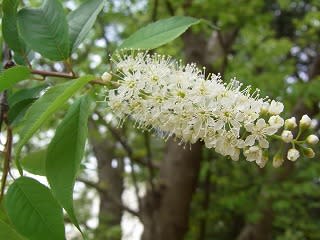 ウワズミザクラ れんげの画像日記 ウワズミザクラ れんげの画像日記