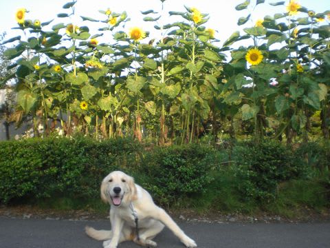 夏といったら メアリーのぷりてぃ るーむ 夏といったら メアリーのぷりてぃ るーむ