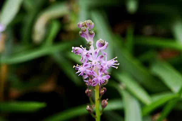 ツルボの花 Miracle Nature 世界自然遺産の島 奄美大島 ツルボの花 Miracle Nature 世界自然遺産の島 奄美大島