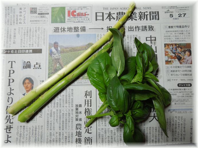 バジル 2013年5月27日