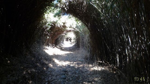 笹のトンネル