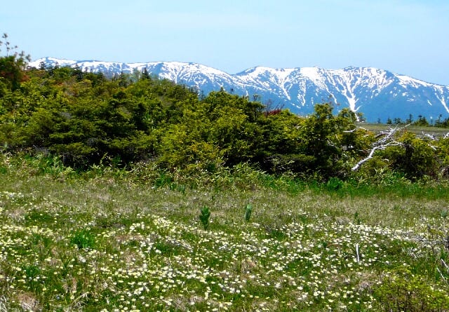 田代湿原より眺望の秋田駒ケ岳方面。手前の花はチングルマ群生