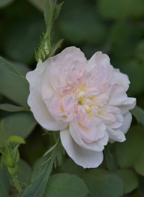 今春 最大のサプライズ 実生のバラに 美麗花が初開花 小さな庭の小さな幸せ チャッピーのバラ庭より