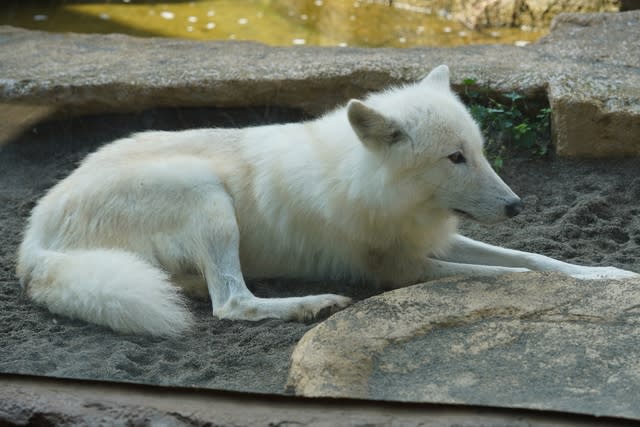 那須どうぶつ王国の白いオオカミ Yとyの日々