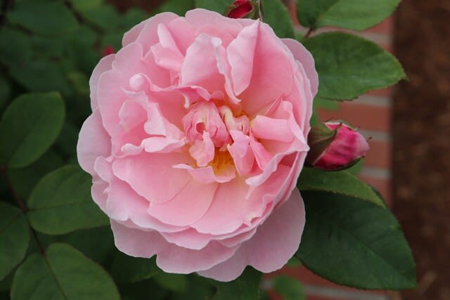 浅いカップ咲きになるピンクのバラ コテージ ローズ 春薔薇シリーズ 21 058 野の花 庭の花