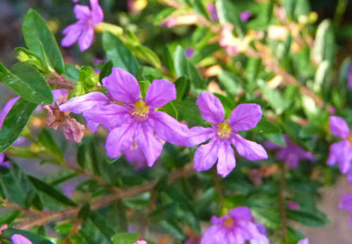 クフェア ヒッソピフナリア メキシコハナヤナギ 花との出会いで癒されています