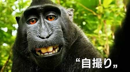 サルの自撮りと韓国紙 福岡発 コリアフリークなblog