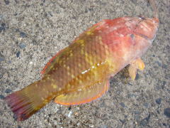 キュウセンは美味しいのか Jcaの激闘 投げ釣り戦記 キュウセンは美味しいのか Jcaの激闘 投げ釣り戦記