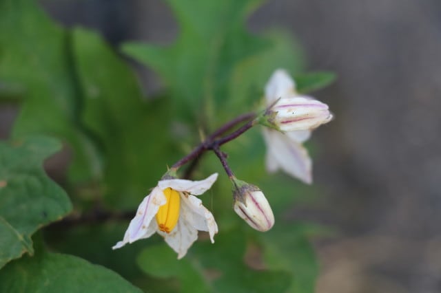 可憐な花は 悪茄子 鬼なすび さつま古道の旅