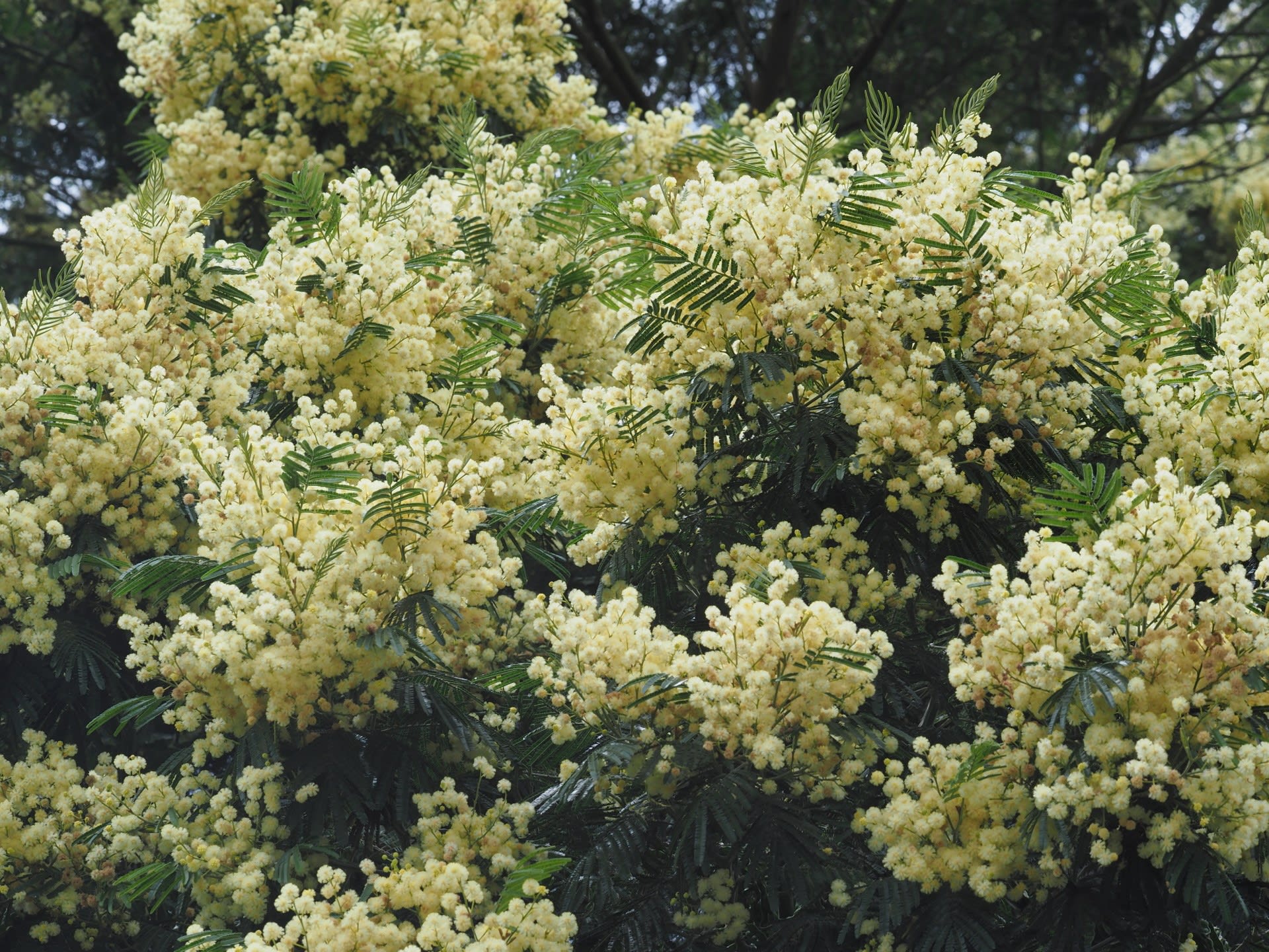 梅雨に入ったばかりなのに 花と自然