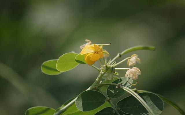 エビスグサ 夷草 マメ科 種子は決明子 ケツメイシ と呼ばれ 漢方薬 ハブ茶になります Country知多 花と野鳥と家庭菜園の写真日記