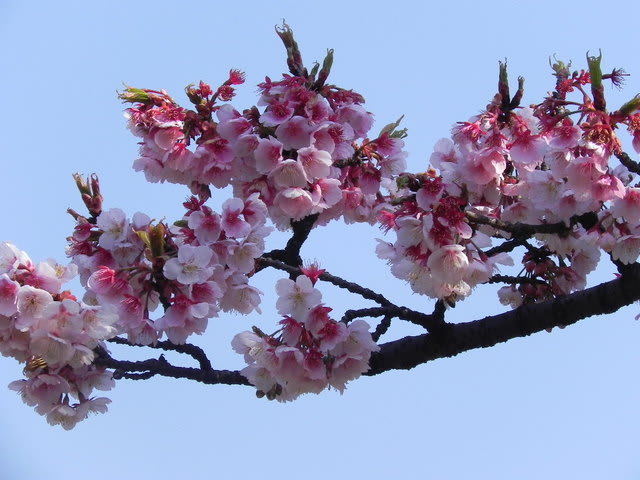 あたみ桜