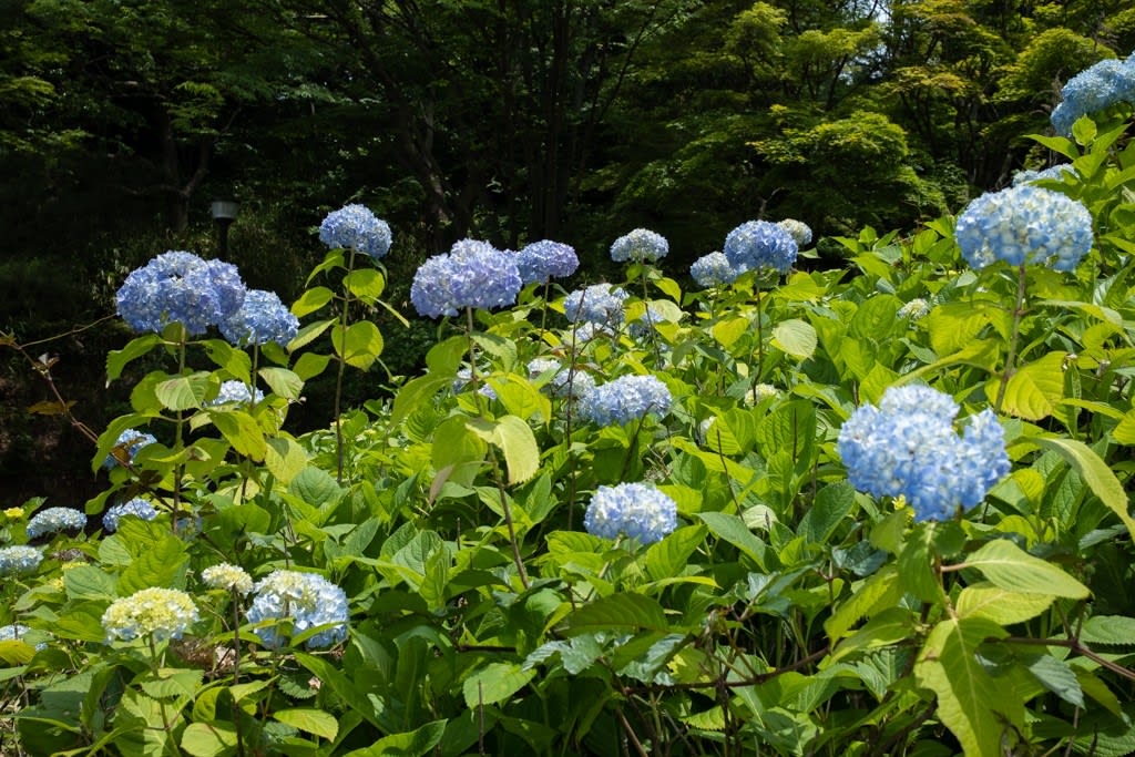 FUJIFILM X100V