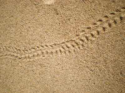砂浜の足跡は何 沖縄の貸別荘 ペンション うみつばめ日記