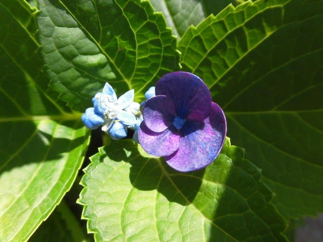 アジサイの花はどれ ふくちゃんの庭仕事 アジサイの花はどれ ふくちゃんの庭仕事