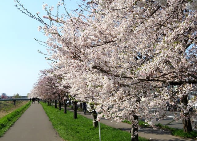札幌・街の一コマ　：　北海道最長の新川桜並木の桜を拝見する＜札幌にて春花を楽しむ＞