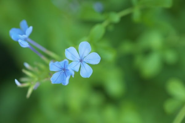 ルリマツリ ジャスミンの花に似た青い花は10月23日の誕生花 Aiグッチ のつぶやき