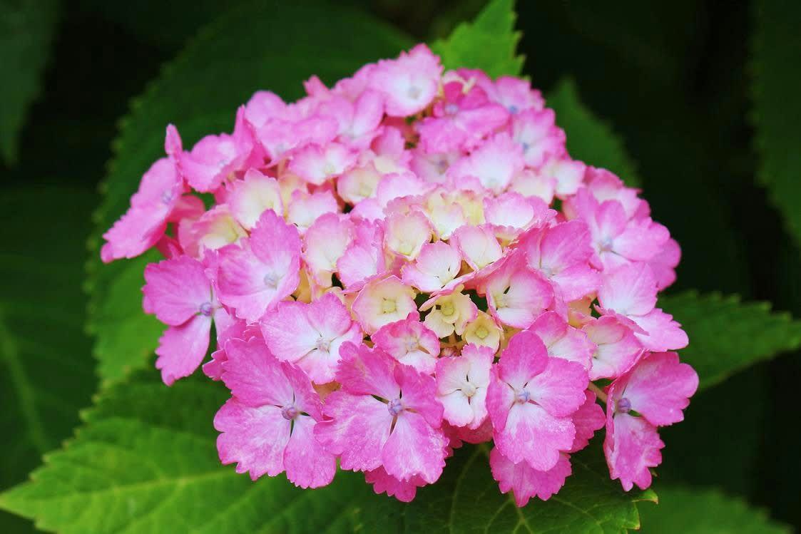 紫陽花の画像