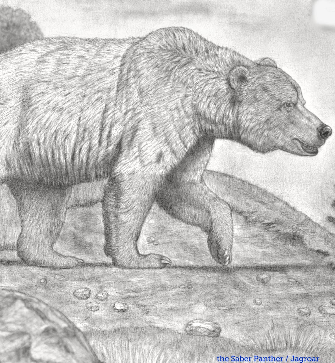 熊の牙 下顎 特大です 熊の牙