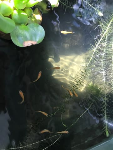 温水プールで泳ぐメダカ 温水プールで泳ぐメダカ