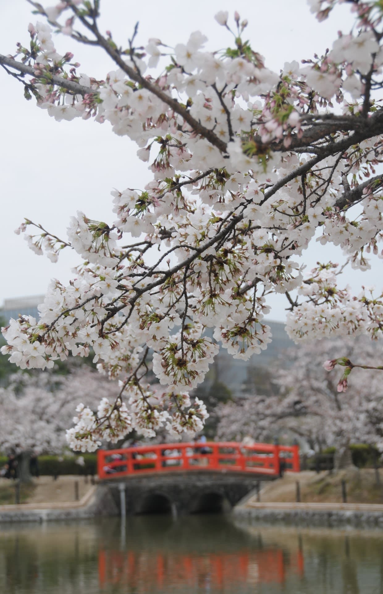 亀城公園の桜！の画像