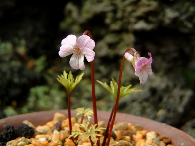 返り咲きの花と遅咲きの花 野山の香り