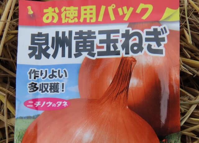 直播きタマネギ栽培の試行