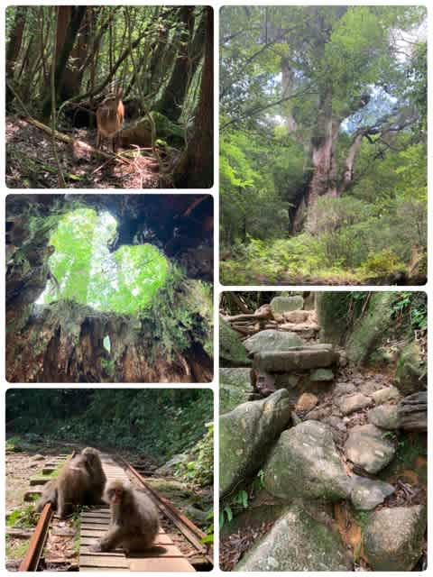 屋久島 縄文杉 自分を信じて バトル日記