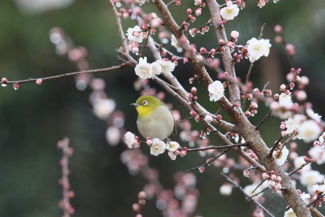 ハクバイ 菅原道真との縁がある花は2月25日の誕生花 Aiグッチ のつぶやき Post Like Ai Tweets