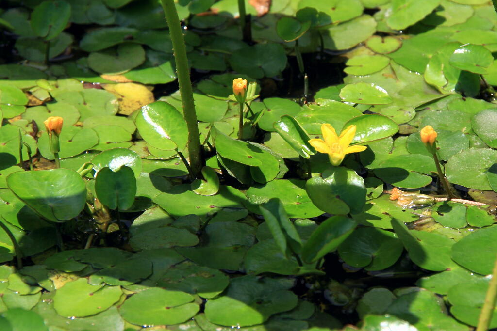 季節の花 アサザの画像