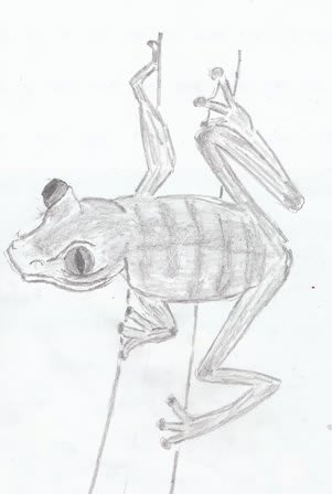 ４月１７日夕方の鉛筆画は カエル のイラスト 爺チャンの落書帳