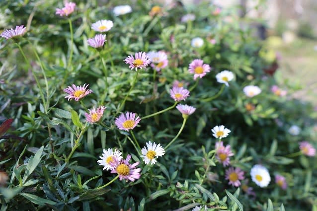 ①ekko 様 音の絵 ペラペラヨメナ ブラウン/ブラック ペラペラヨメナ