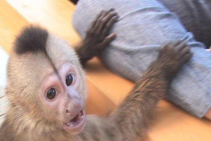 ナキガオオマキザル どうぶつのこころ ナキガオオマキザル どうぶつのこころ
