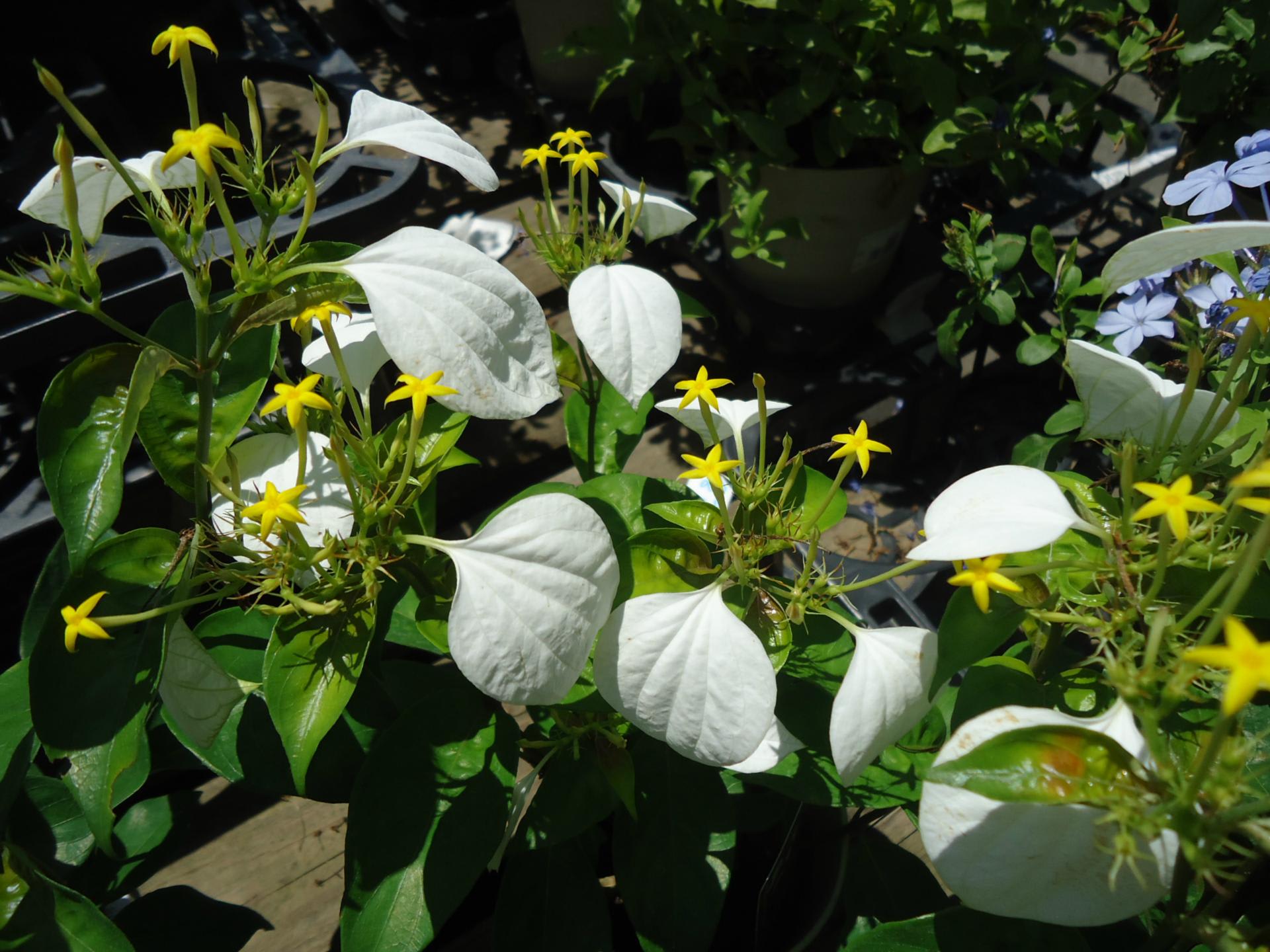 コンロンカ 植物 主に観葉植物 日記